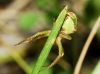 Araniella cf. cucurbitina