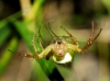 Araniella cf. cucurbitina