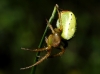 Araniella cf. cucurbitina