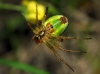 Araniella cf. cucurbitina
