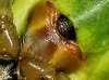 Araniella cf. cucurbitina