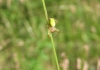 Araniella cf. cucurbitina