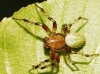 Araniella sp