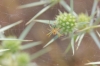 Araniella sp