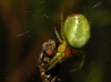 Araniella sp.