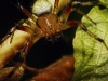 Araniella sp.