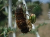 Araniella sp.