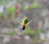 Araniella sp.