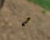 Araniella sp.