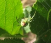 Araniella sp.