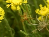 Araniella sp.