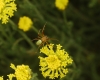 Araniella sp.