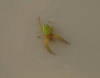 Araniella sp.