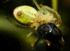 Araniella sp.