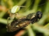 Araniella sp.