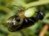 Araniella sp.