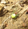 Araniella sp.