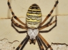 Argiope bruennichi Argiope bruennichi