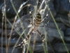 Argiope bruennichi Argiope bruennichi