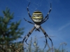 Argiope bruennichi Argiope bruennichi