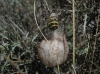 Argiope bruennichi Argiope bruennichi