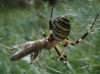Argiope bruennichi Argiope bruennichi
