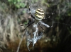 Argiope bruennichi Argiope bruennichi