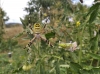 Argiope bruennichi Argiope bruennichi