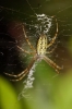 Argiope bruennichi Argiope bruennichi