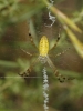 Argiope bruennichi Argiope bruennichi