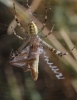 Argiope bruennichi