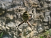 Argiope bruennichi Argiope bruennichi