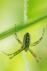 Argiope bruennichi Argiope bruennichi