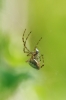 Argiope bruennichi Argiope bruennichi