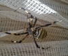 Argiope bruennichi Argiope bruennichi