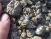 Argiope bruennichi Argiope bruennichi