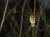 Argiope bruennichi