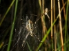 Argiope bruennichi