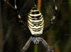 Argiope bruennichi