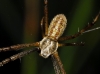 Argiope bruennichi