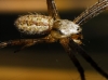 Argiope bruennichi