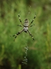 Argiope bruennichi