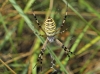 Argiope bruennichi Argiope bruennichi