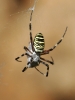 Argiope bruennichi Argiope bruennichi