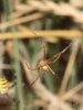 Argiope cf. bruennichi Argiope cf. bruennichi