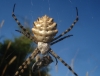 Argiope lobata