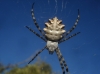 Argiope lobata