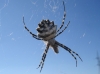 Argiope lobata