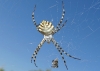 Argiope lobata