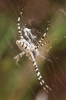 Argiope lobata